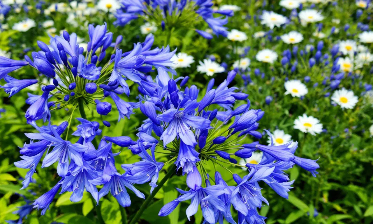 Een natuurlijke tuin met Agapanthus? Kies voor zelfzaaiing in plaats van snoeien